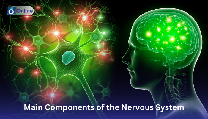 Lesson 17: Main Components of the Nervous System